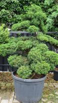 Juniperus Chinensis Cloud Trees, you buy this exact tree in the image - delivery UK