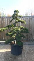 Juniperus Chinensis Cloud Tree, beautifully shaped tree, a stunning specimen and this is the exact tree you buy, we deliver UK wide.
