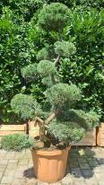Juniperus Grey Owl Cloud Tree - uniquely trained Japanese cloud tree, UK delivery