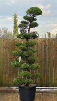 Juniperus Kaizuka Cloud Tree