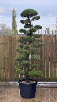 Juniperus Kaizuka Cloud Tree