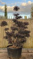 Loropetalum Chinensis Cloud Tree