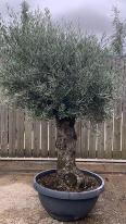 Olea Europaea Olive Bonsai