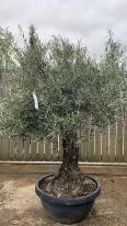 Olea Europaea Olive Bonsai