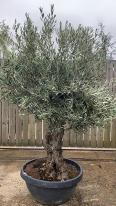 Olea Europaea Olive Bonsai