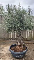 Olea Europaea Olive Bonsai