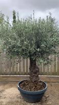Olea Europaea Olive Bonsai