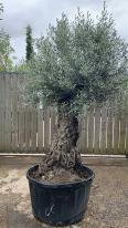 Olea Europaea Olive Bonsai