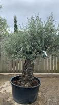 Olea Europaea Olive Bonsai