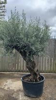 Olea Europaea Olive Bonsai