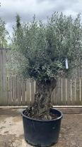 Olea Europaea Olive Bonsai