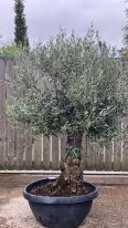 Olea Europaea Olive Bonsai