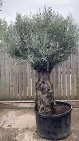 Olea Europaea Olive Bonsai