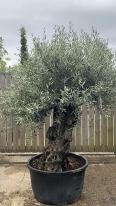 Olea Europaea Olive Bonsai