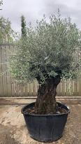 Olea Europaea Olive Bonsai