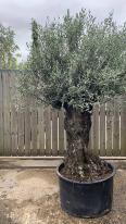 Olea Europaea Olive Bonsai