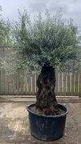 Olea Europaea Olive Bonsai