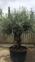 Olea Europaea Olive Bonsai