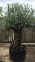 Olea Europaea Olive Bonsai
