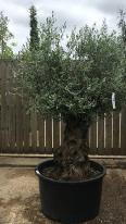 Olea Europaea Olive Bonsai