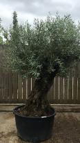 Olea Europaea Olive Bonsai