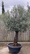 Olea Europaea Olive Bonsai