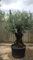Olea Europaea Olive Bonsai