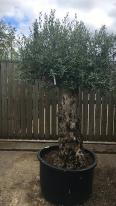 Olea Europaea Olive Bonsai