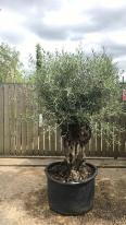 Olea Europaea Olive Bonsai