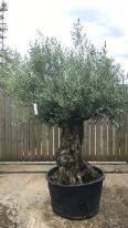 Olea Europaea Olive Bonsai