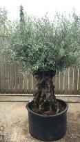 Olea Europaea Olive Bonsai