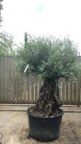 Olea Europaea Olive Bonsai