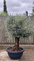 Olea Europaea Olive Bonsai
