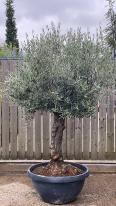 Olea Europaea Olive Bonsai