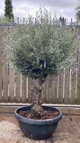 Olea Europaea Olive Bonsai