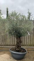 Olea Europaea Olive Bonsai