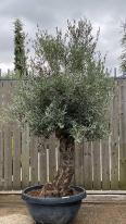 Olea Europaea Olive Bonsai Tree