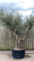 Olea Europaea Olive Bonsai