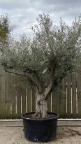 Olea Europaea Olive Bonsai