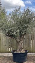 Olea Europaea Olive Bonsai