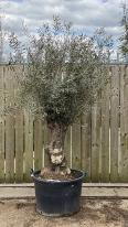Olea Europaea Olive Bonsai
