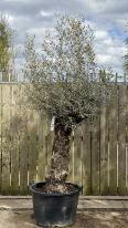 Olea Europaea Olive Bonsai