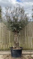 Olea Europaea Olive Bonsai