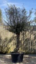 Olea Europaea Olive Bonsai