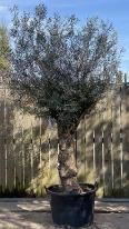 Olea Europaea Olive Bonsai