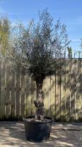 Olea Europaea Olive Bonsai