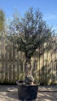 Olea Europaea Olive Bonsai