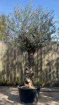 Olea Europaea Olive Bonsai
