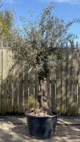 Olea Europaea Olive Bonsai