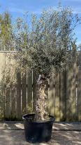 Olea Europaea Olive Bonsai